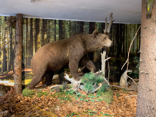 riproduzione orso nel suo habitat