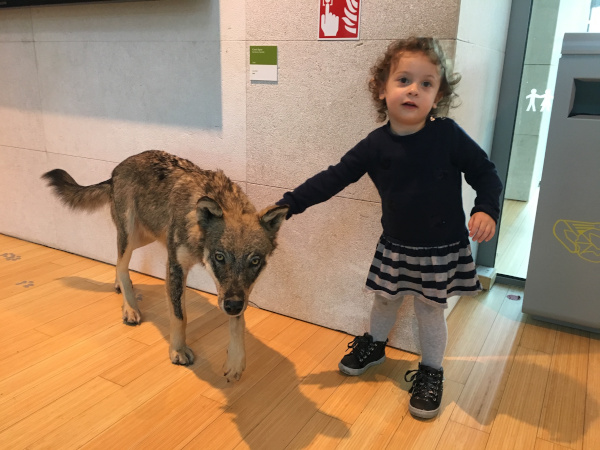 bambina vicino a lupo imbalsamato